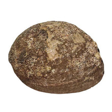 Charger l'image dans la galerie, shell_sage_sauge_salbei_abalone_muschel_smudge_bowl_schale