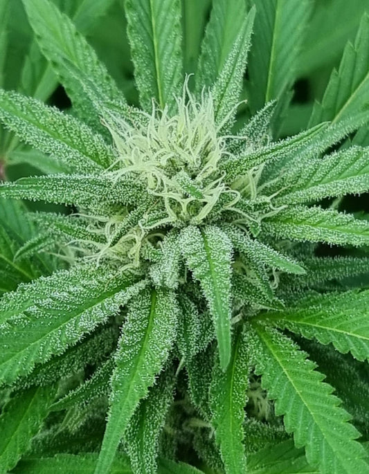 Vergleich von Autoflowering und photoperiodischen Samen für vier Pflanzen in Luxemburg bei Mavelos