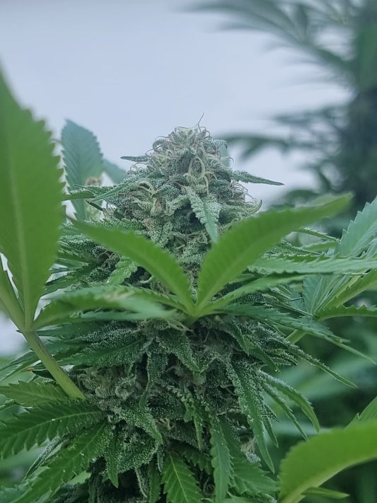 Legaler Anbau von vier Pflanzen zu Hause in Luxemburg mit Mavelos Growzubehör