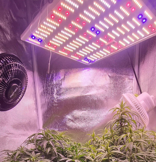 Moderne LED Beleuchtung und geruchsfreie Abluft mit Aktivkohlefilter für den Heimanbau bei Mavelos
