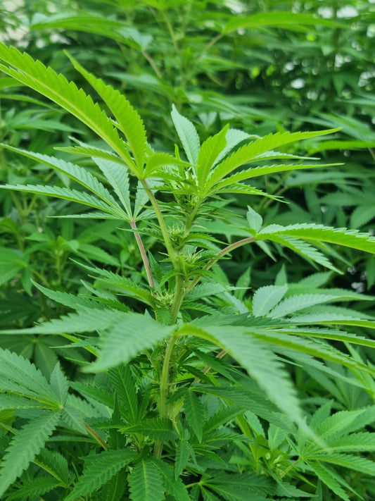 Richtig gießen und düngen für vitale Pflanzen ohne Mangelerscheinungen bei Mavelos