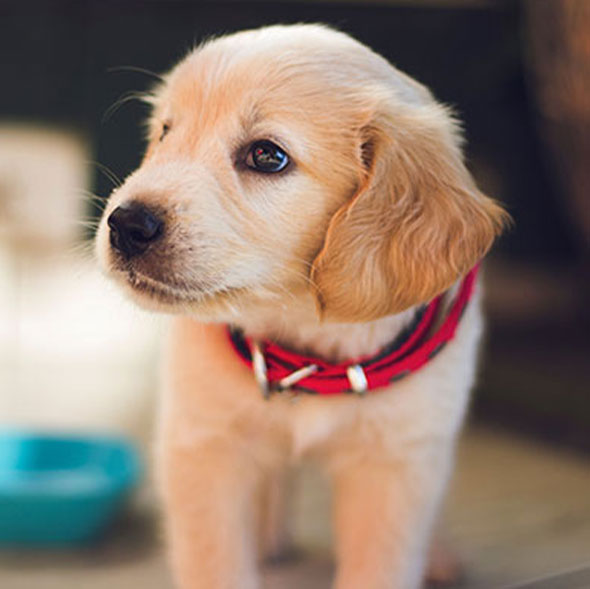 Hemp_hanf_chanvre_dog_horse_cat_hund_katze_pferd_food_nahrung_alimentation_luxembourg_mavelos_tiernahrung