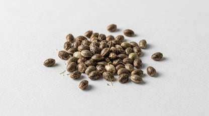 Mavelos_CBD-LUX_Cannabis_Seeds_samen_Grow_Zelt