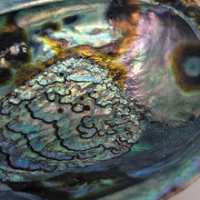 Load image into Gallery viewer, shell_sage_sauge_salbei_abalone_muschel_smudge_bowl_schale
